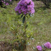 Rhododendron